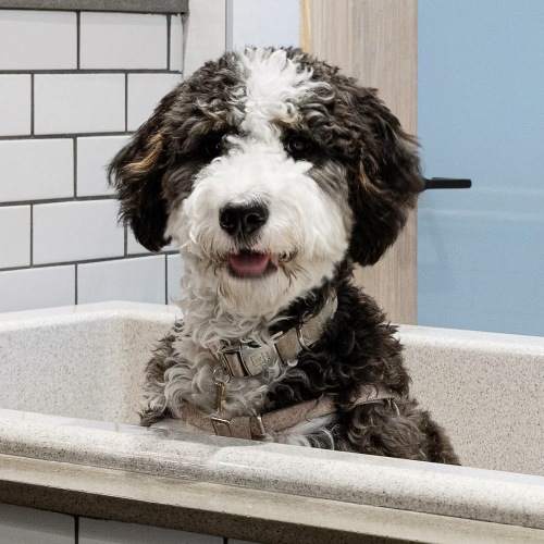 a cute puppy at a pet spa