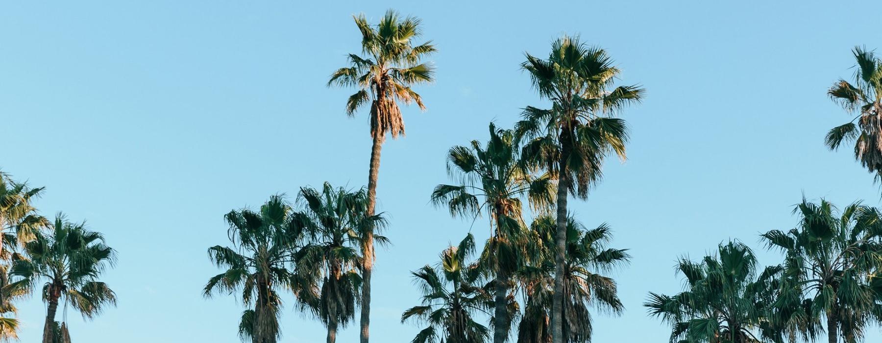 palm trees against a blue sky